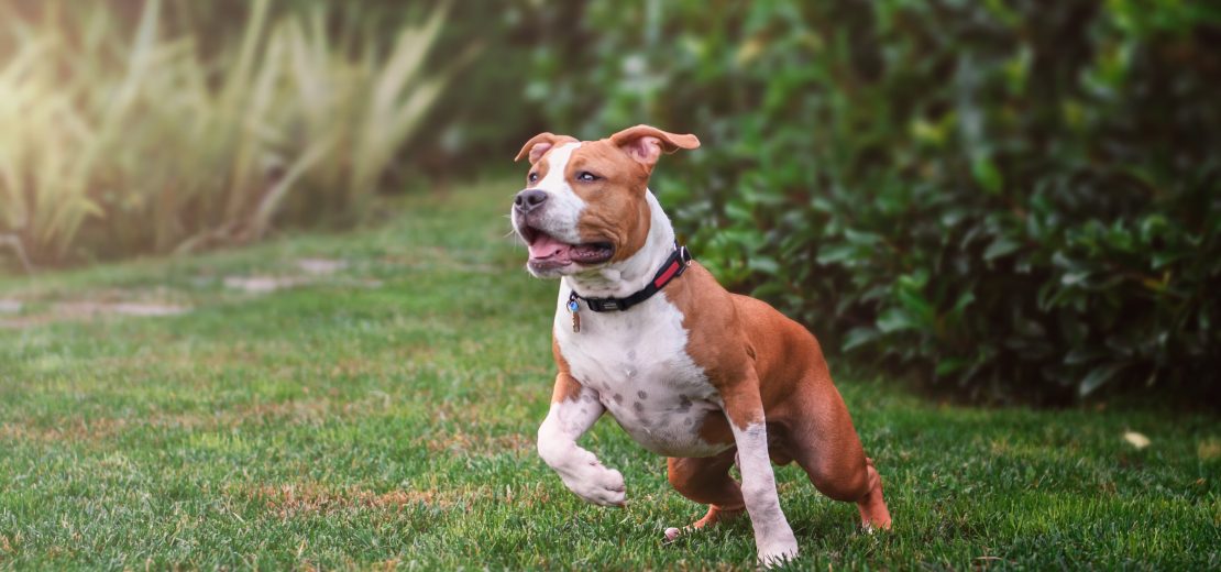 Gefährlicher Hund: Sicherstellung rechtmäßig?