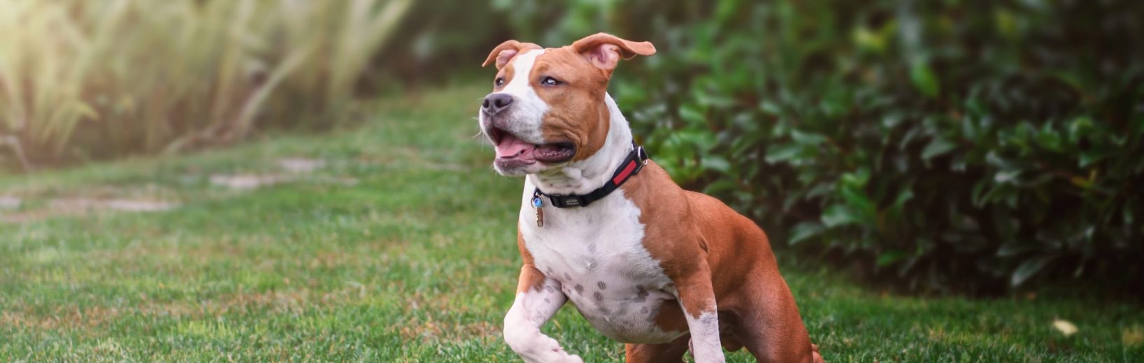 Ohne Erlaubnis gehaltener gefährlicher Hund: Sicherstellung Gefährlicher Hund: Sicherstellung rechtmäßig?