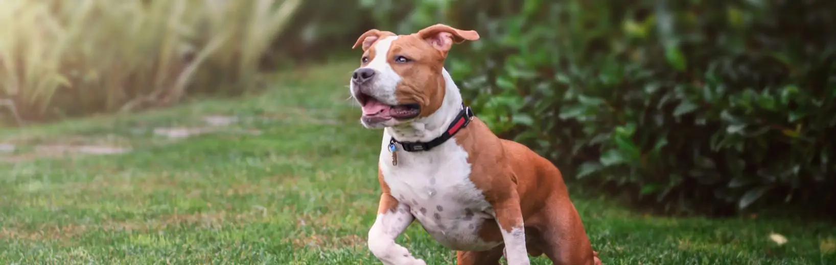 Gefährlicher Hund: Sicherstellung rechtmäßig?