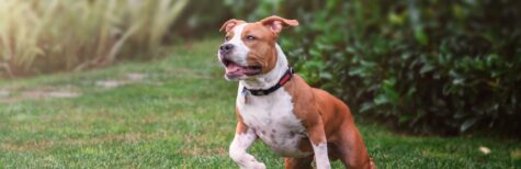Ohne Erlaubnis gehaltener gefährlicher Hund: Sicherstellung