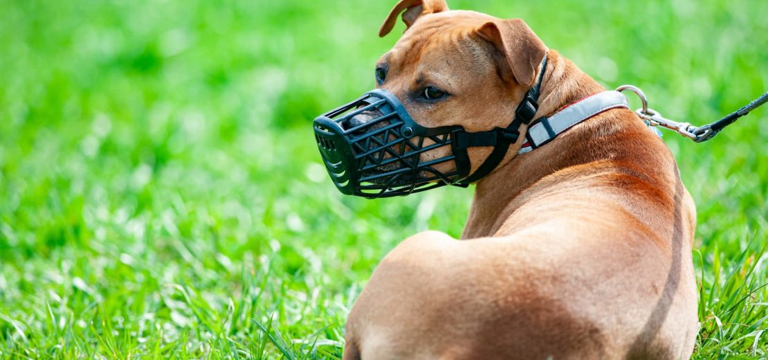 Feststellung Gefährlichkeit eines Hundes