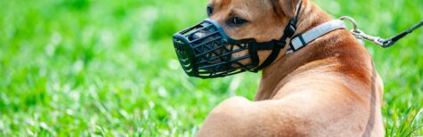 Rechtsfragen zur Feststellung der Gefährlichkeit eines Hundes