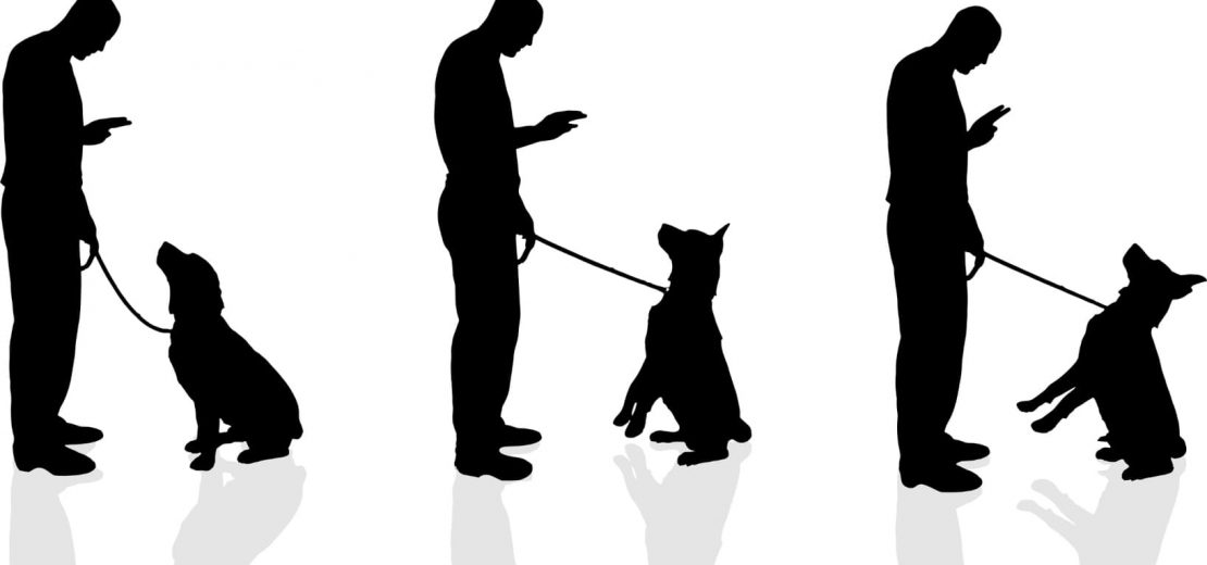 Gewerbeuntersagung Zwangsgeld Hundetrainer