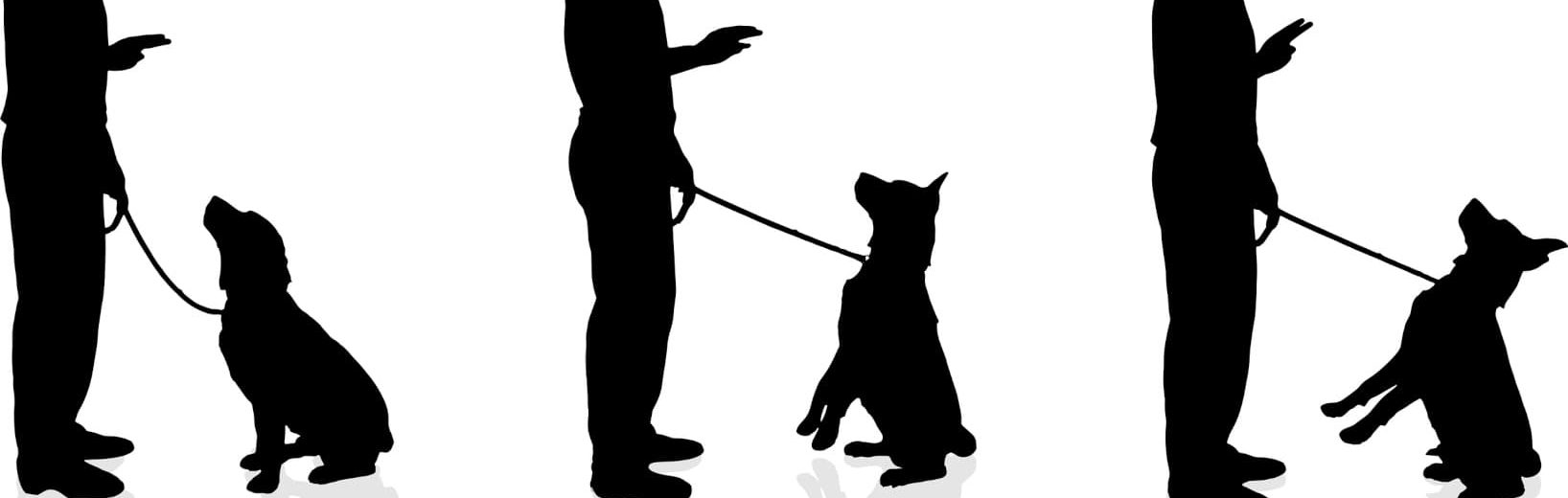 Zwangsgeld bei Nichtaufgabe des Gewerbes? Gewerbeuntersagung Zwangsgeld Hundetrainer