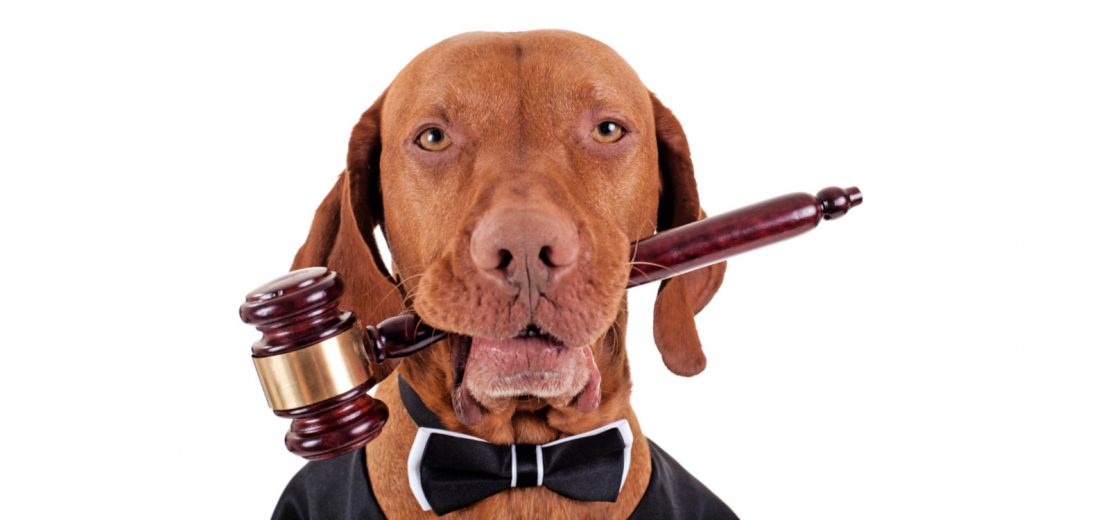Hundeverordnung neue Pflichten