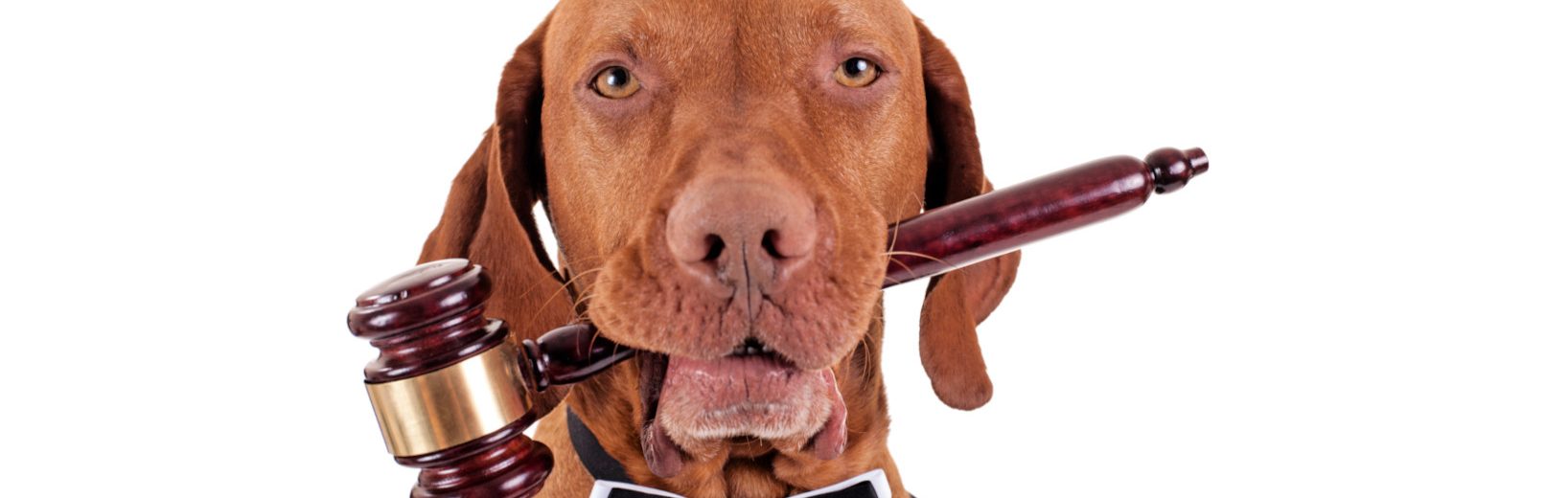 Tierschutz-Hundeverordnung: Neue Pflichten für Hundehalter Hundeverordnung neue Pflichten
