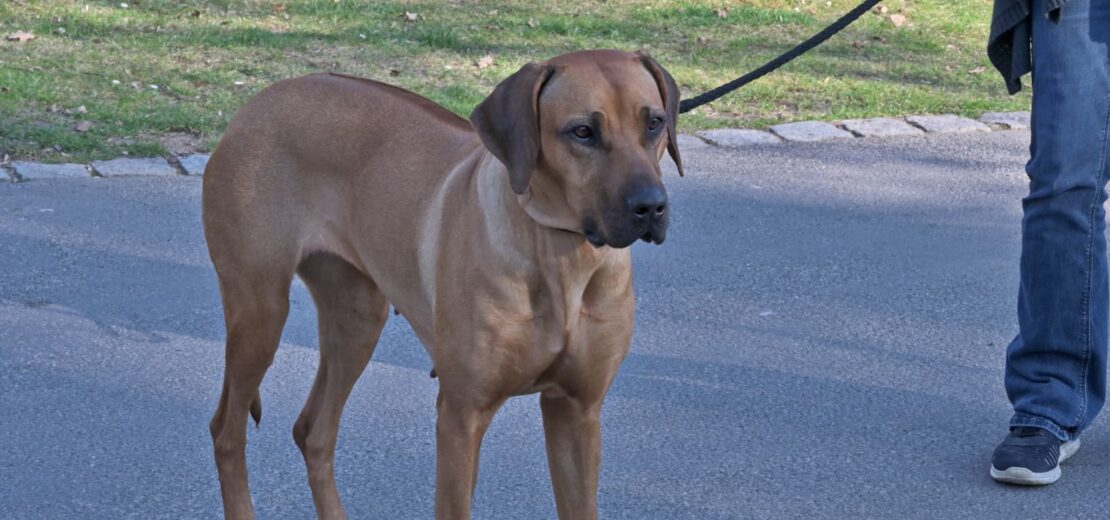 Beißvorfall Einstufung gefährlicher Hund