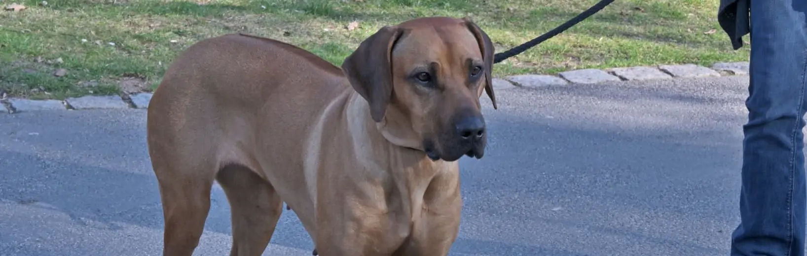 Wie darf Hund auf Provokation durch anderen Hund reagieren? Beißvorfall Einstufung gefährlicher Hund