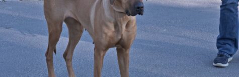 Wie darf Hund auf Provokation durch anderen Hund reagieren?