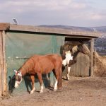 nicht genehmigter UNterstand für PFerde