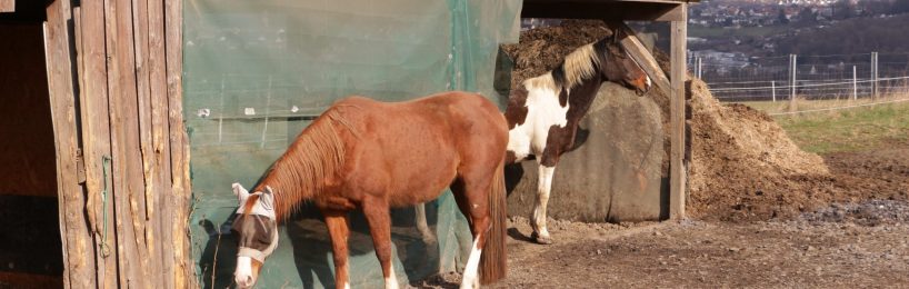 Darf nicht genehmigter Unterstand für Pferde beseitigt werden? nicht genehmigter UNterstand für PFerde