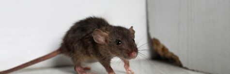 Wohnungen Schädlingsbefall