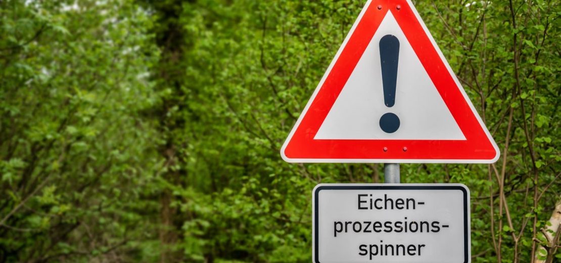 Eichenprozessionsspinner Nester beseitigen