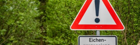 Eichenprozessionsspinner: Müssen Eigentümer Nester beseitigen?