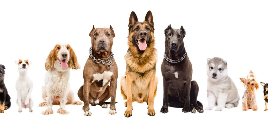 Rasseliste HundehVO