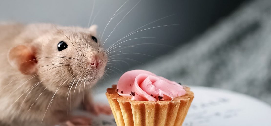 lebensmittelrechtliche Verstöße Bäckerei Internet