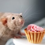 lebensmittelrechtliche Verstöße Bäckerei Internet