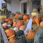 Kürbisverkauf Kürbisschnitzen Gewerbe