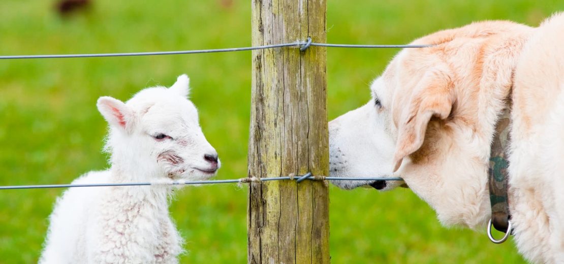 Lamm Hunde Gefährlichkeit