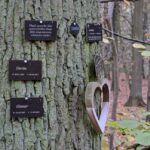 Dürre erreicht die Friedwälder Dürre Friedwälder