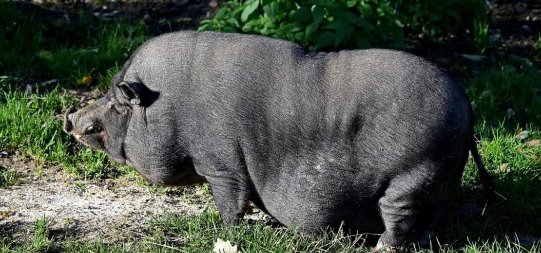 Hängebauchschweine im Wohngebiet