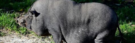 Hängebauchschweine im Wohngebiet halten?