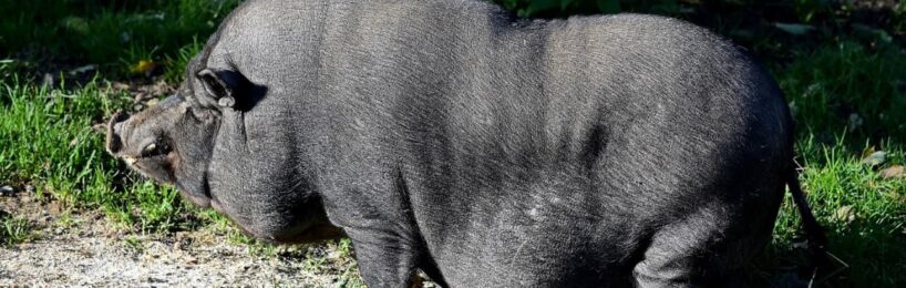 Hängebauchschweine im Wohngebiet halten? Hängebauchschweine im Wohngebiet