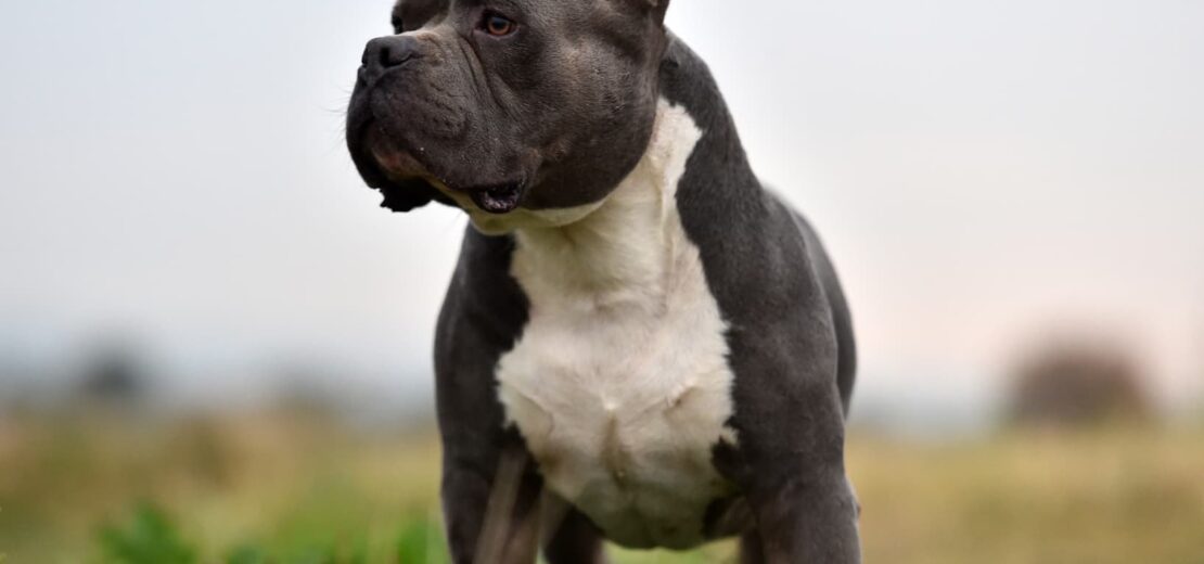 American Bully gefährlicher Hund