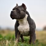 American Bully gefährlicher Hund