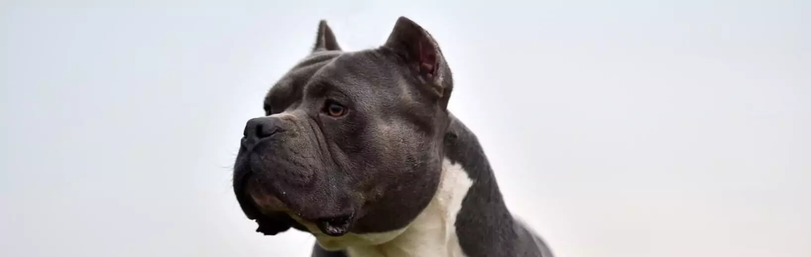 Ist ein American Bully ein gefährlicher Hund? American Bully gefährlicher Hund