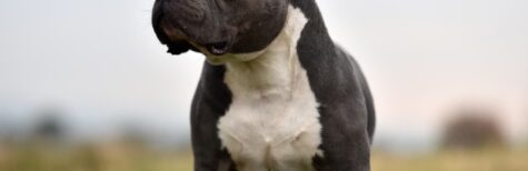 Ist ein American Bully ein gefährlicher Hund?