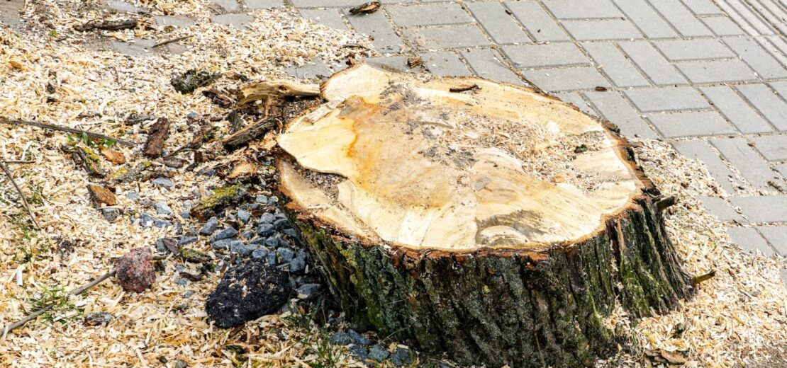 Auto durch Baumstumpf beschädigt