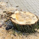 Auto durch Baumstumpf beschädigt