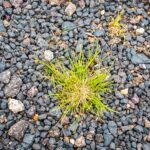 Schottergärten Verbot