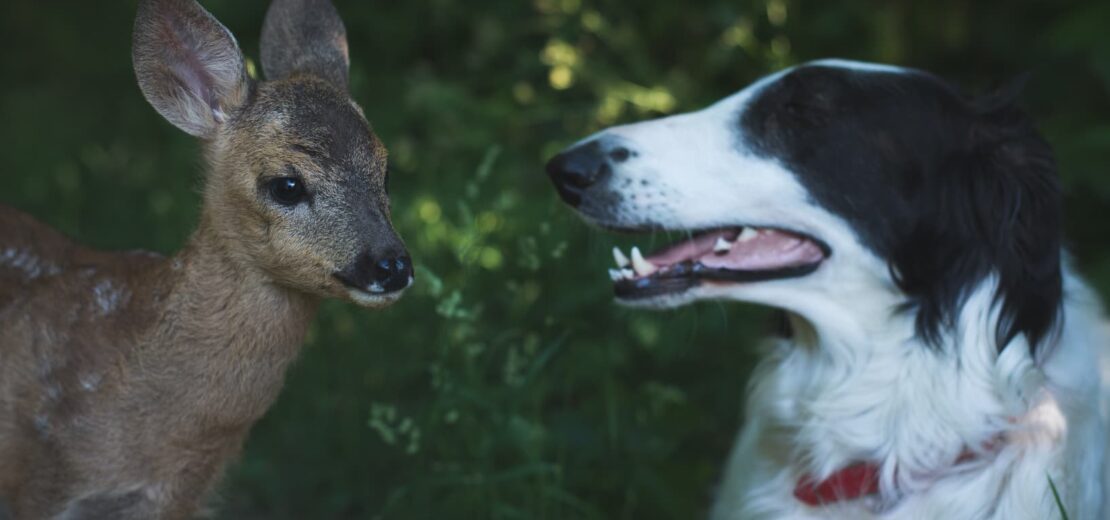 Dauer Gefährlichkeit eines Hundes
