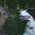 Dauer Gefährlichkeit eines Hundes