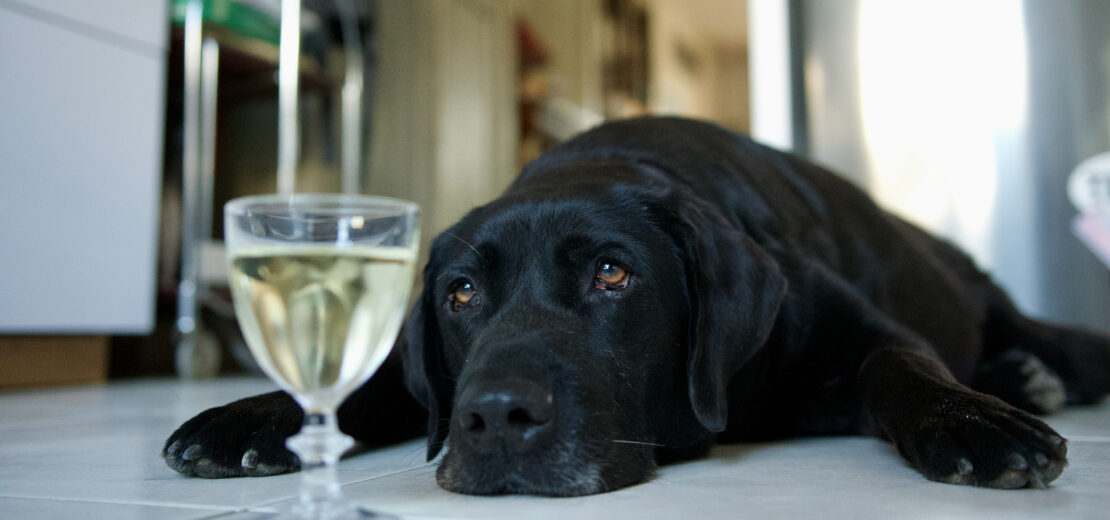 Hund mit Glas