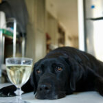 Hund mit Glas