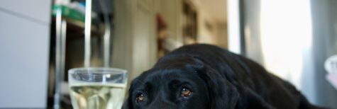 Muss der Eigentümer eines Hundes dessen Wegnahme dulden, wenn ein anderer das Tier misshandelt?