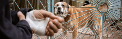 Intendiertes Ermessen der Ordnungsbehörden bei Beißvorfall