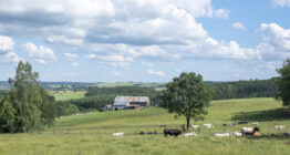 Kühe grasen auf einer Wiese