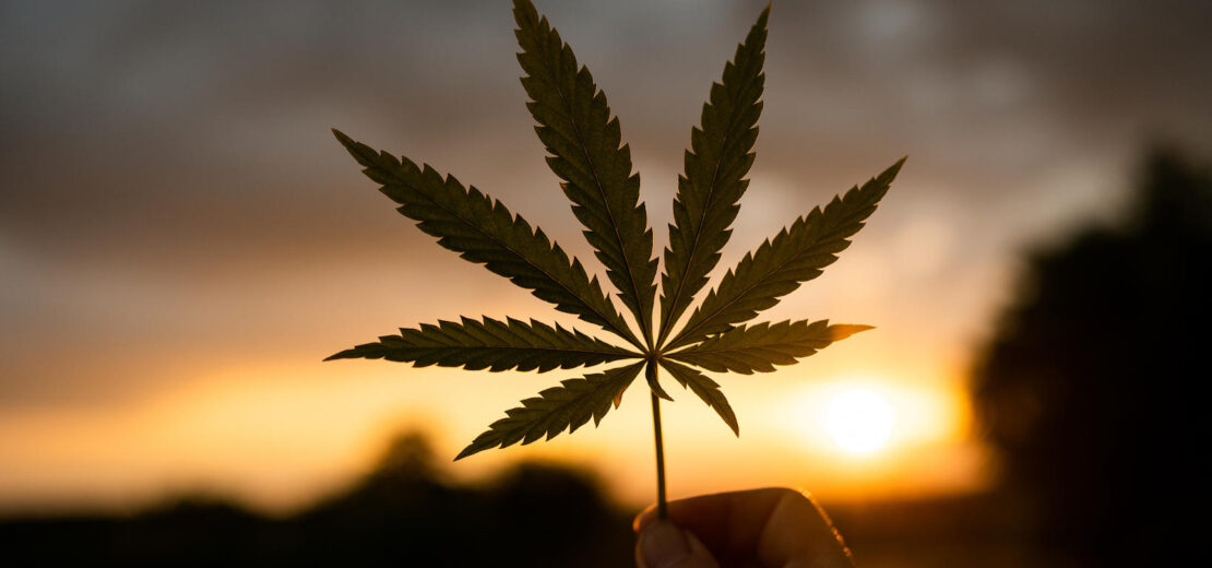Cannabis