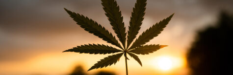 Neues aus dem Cannabis-Wunderland