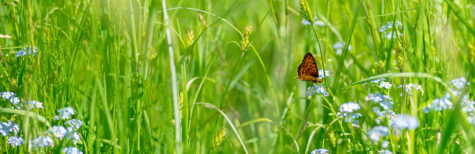 Schmetterling auf Weide