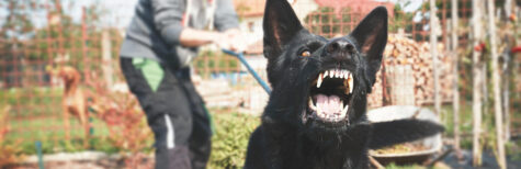 Ein Beißvorfall und die Folgen