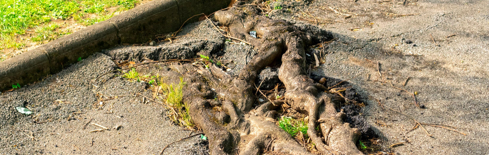 Haftet die Gemeinde für Baumschäden?