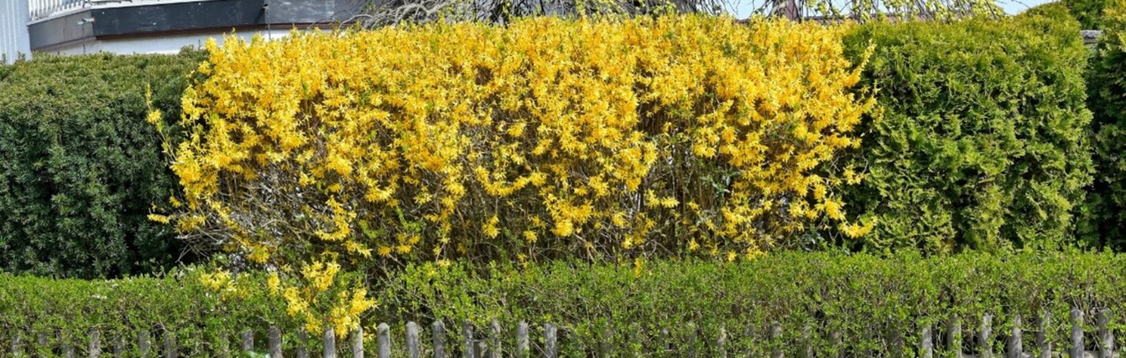 Neues zum „nachbarrechtlichen Feindverhältnis“: Wie hoch darf eine Hecke sein?