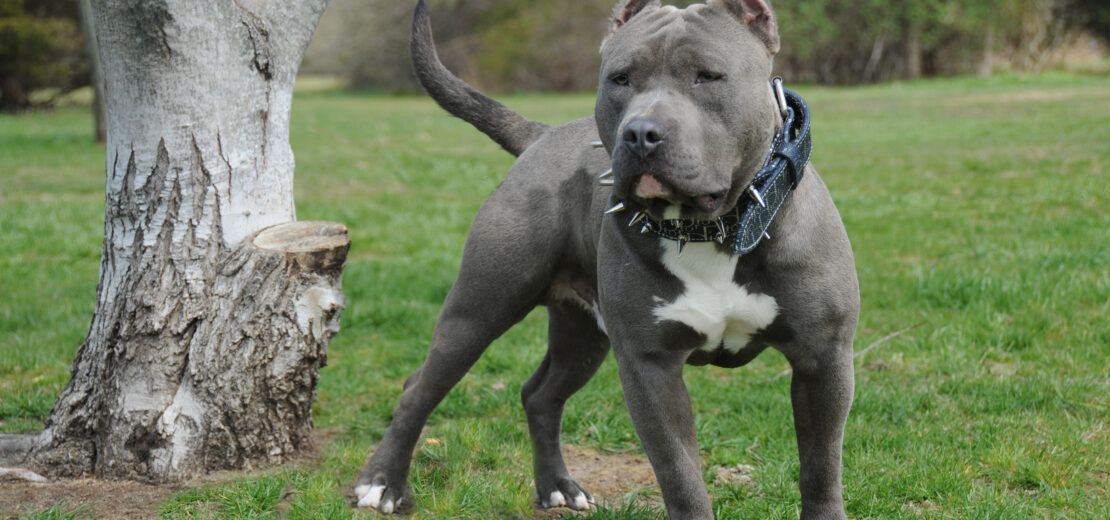 Amercian Bully
