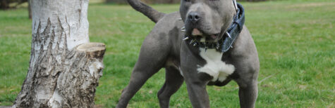 Zweite Chance für einen bissigen Hund?