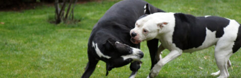 Welche vollstreckbaren Maßnahmen dürfen nach einem Beißvorfall angeordnet werden?